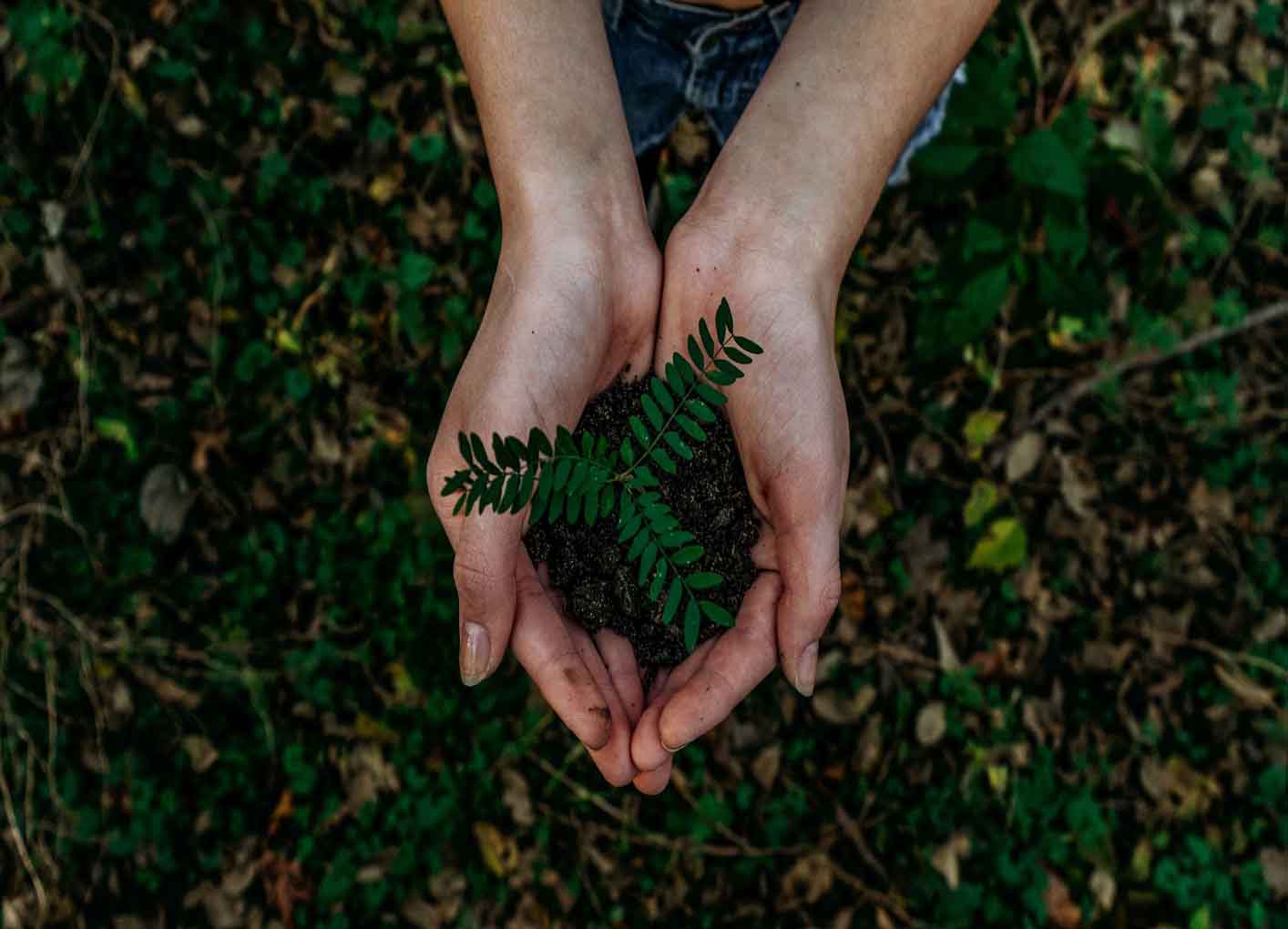 How AI and IoT is helping create a more sustainable world